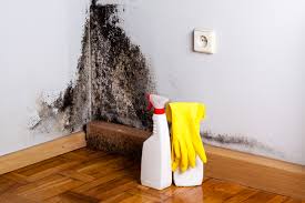 Best Mold Odor Removal Services in Palisade, CO